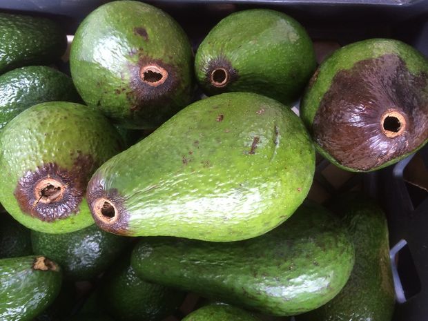 Aguacates frescos